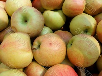 Harvest Fresh Organic Orchard Applles