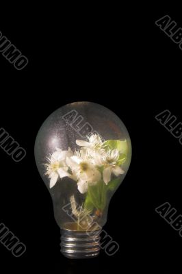 Light Bulb Flowers
