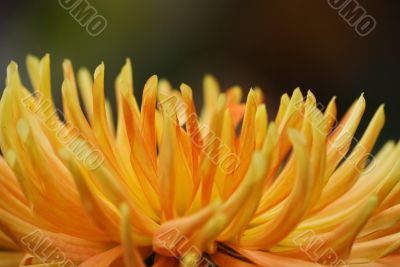 Dahlia Close-up Shot