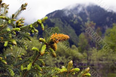 Fir and dew