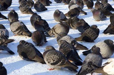 Pigeons on snown square Pigeons on snown square