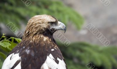 Eagle Eagle