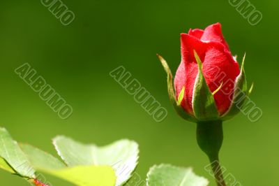 close-up of red rose flower