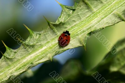 ladybug