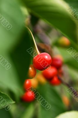 red cherries at the tree