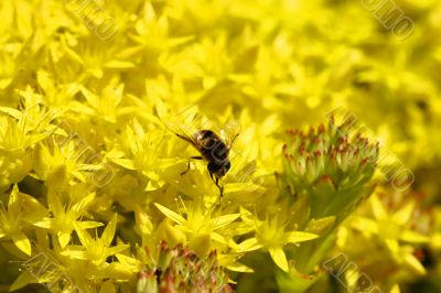 Yellow Flower with Insect