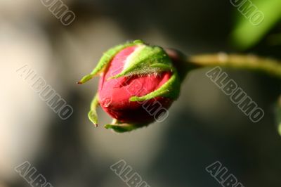 close-up of red rose flower