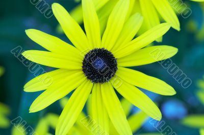 spider standing on the flower