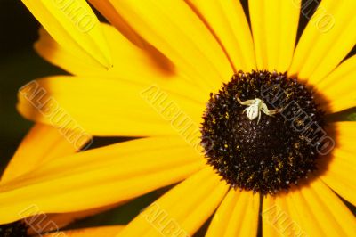 spider standing on the flower