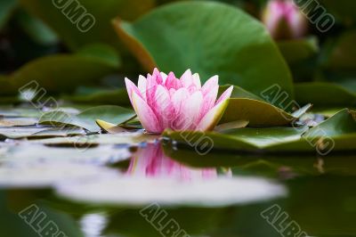 lotus flower