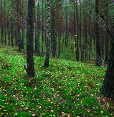 green forest