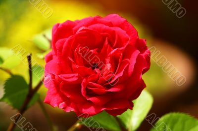 close-up of red rose flower
