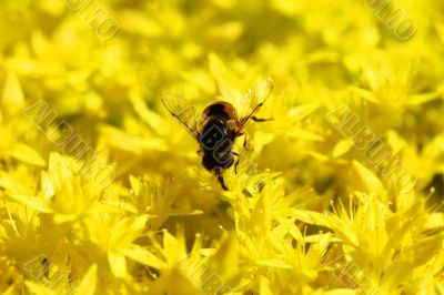 Yellow Flower with Insect