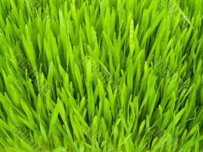 green grass green grass