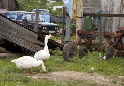 Goose and rust tractor