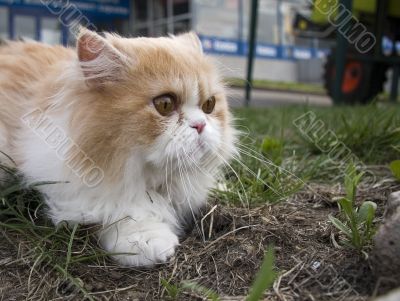 pedigree persian creem cat outdoors in sity