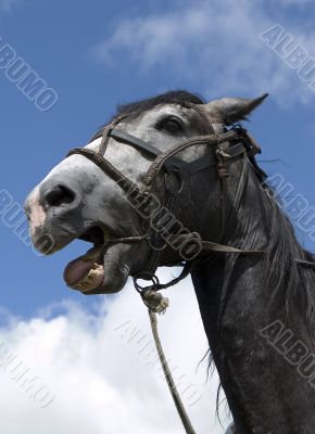 beautiful horse expression head