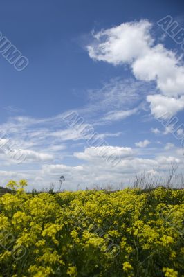 Blooming yellow meadow with many flowers