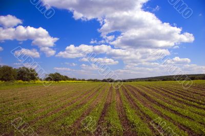 Green agricultural sow field and blue sky