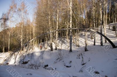 Birches in sunny winter day