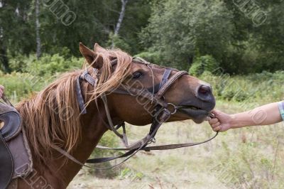  horse  head