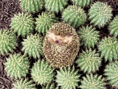 crew-cut in the cactuses