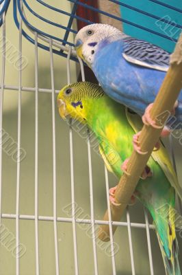 Parakeets Parakeets
