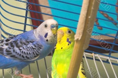 Parakeets Parakeets