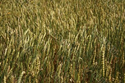 Wheaten spikes