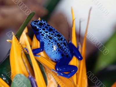 blue frog amphibian on the yellow flower