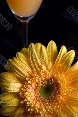 Yellow gerbera and wineglass with juice