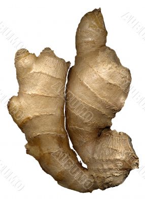 ginger roots