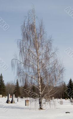 Weeping Willow