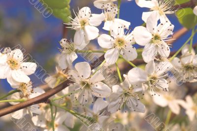 Peach Blossum Peach Blossum