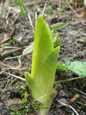 Powerful sprout