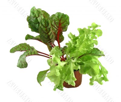 Red Shard And Curly Lettuce
