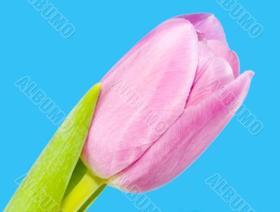 Pink Tulip