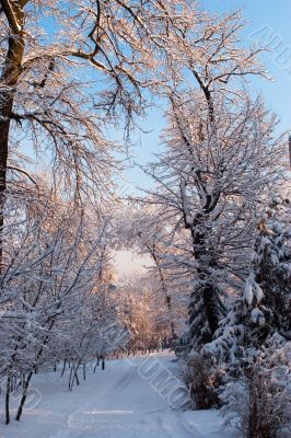 A winter road A winter road