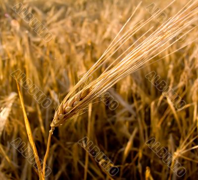 Wheat ear closeup