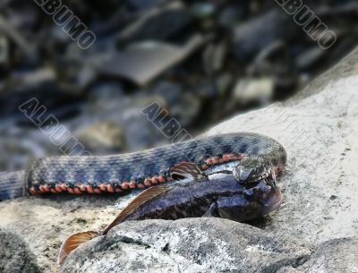grass snake holding a fish in mouth