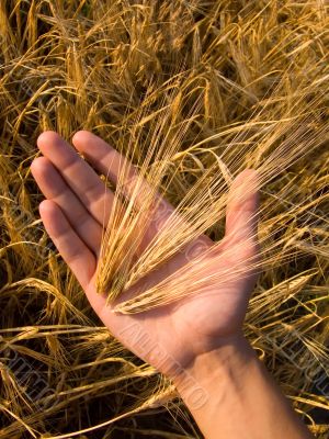 Wheat In Hand