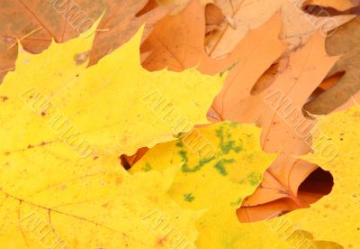 leafy background