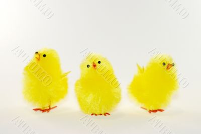 Chicks 6193