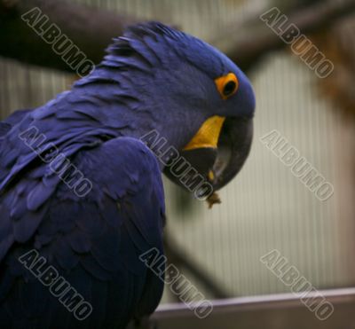 Hyacinth Macaw Hyacinth Macaw