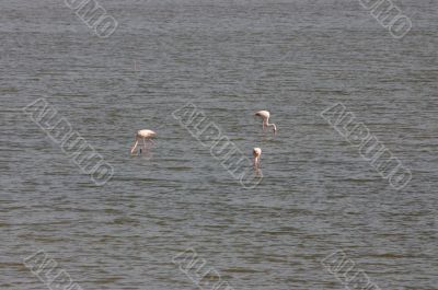 Flamingos in coastal lagoon