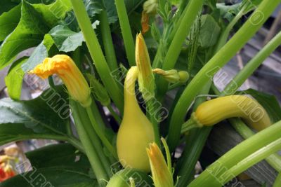 Yellow crook neck squash and blossom