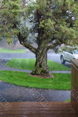 Thunderstorm, rain downpour