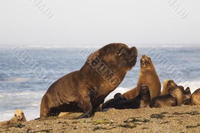 sea-lion sea-lion