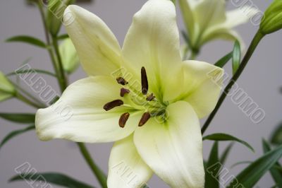 Мadonna lily flower Мadonna lily flower