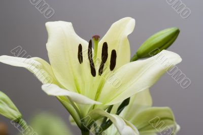 Мadonna lily flower Мadonna lily flower